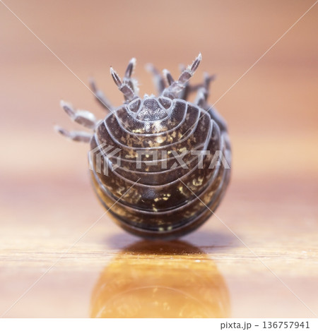 myriapod, wood louse 136757941