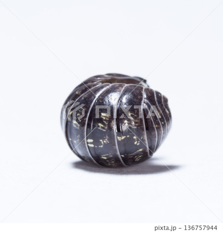 myriapod, wood louse 136757944