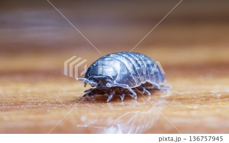 myriapod, wood louse 136757945