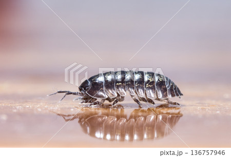myriapod, wood louse 136757946