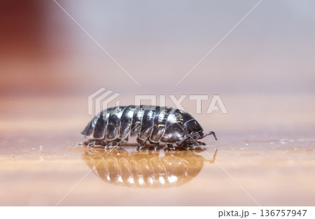 myriapod, wood louse 136757947