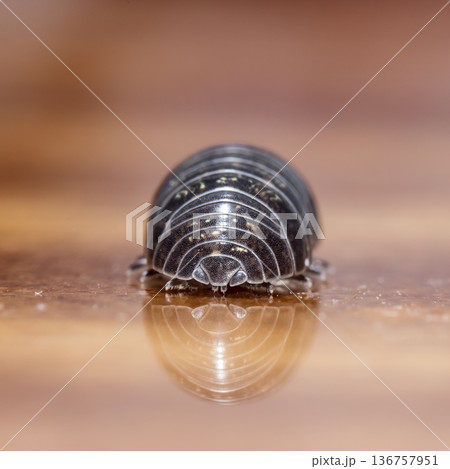 myriapod, wood louse 136757951