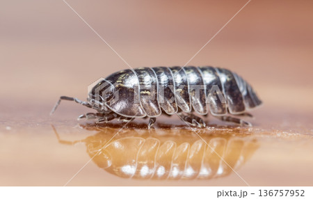 myriapod, wood louse myriapod, wood louse 136757952