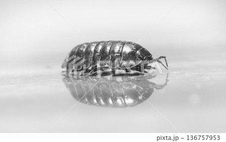myriapod, wood louse 136757953