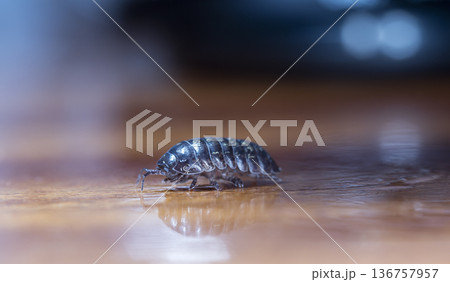 myriapod, wood louse 136757957