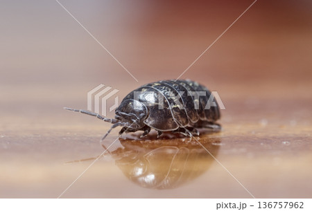 myriapod, wood louse 136757962