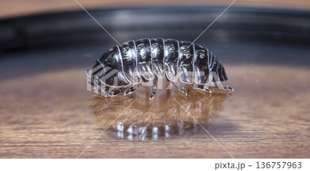 myriapod, wood louse 136757963
