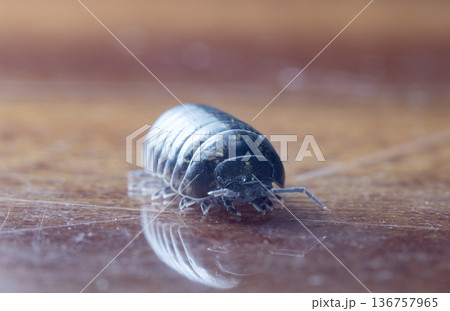 myriapod, wood louse 136757965