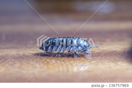 myriapod, wood louse 136757969