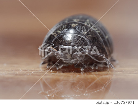 myriapod, wood louse 136757971