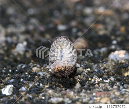 myriapod, wood louse 136757972