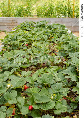 Vertical real picture of strawberry plants with ripe fruits growing in the outdoor garden 136758003