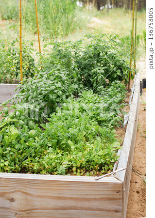 Outdoor garden with variety of aromatic plants and vegetables growing in wooden beds. 136758005