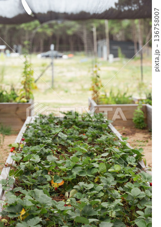 Fresh Strawberry plants grow in the outdoor garden's wooden beds. 136758007