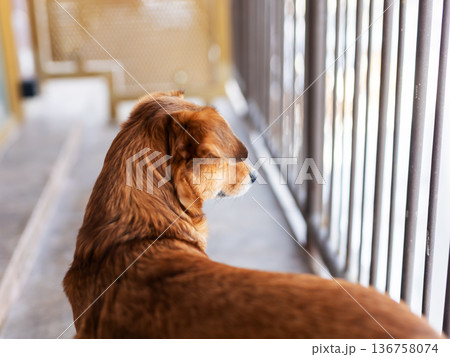 Dog gazes beyond metal surroundings. An isolated brown dog yearns for love outside cage 136758074