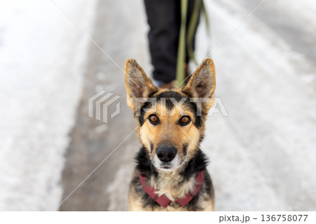 Urban winter walk with attentive dog. Snowy pavement with dog on leash and owner visible Urban winter walk with attentive dog. Snowy pavement with dog on leash and owner visible 136758077