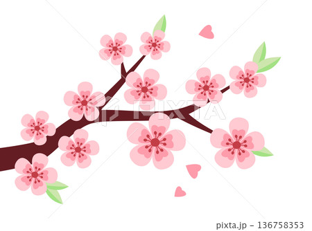 Sakura, cherry blossom tree branch isolated vector illustration in simple flat style. Spring clipart design element. Springtime bloom concept. Sakura, cherry blossom tree branch isolated vector illustration in simple flat style. Spring clipart design element. Springtime bloom concept. 136758353