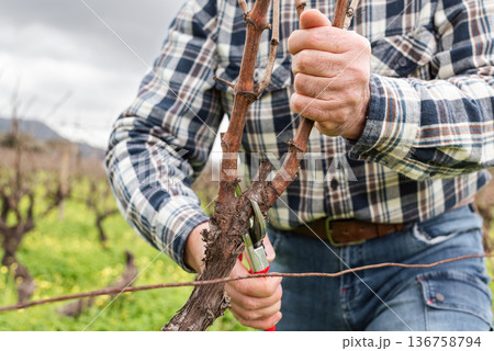 Farmer pruning the vine in winter. Agriculture. 136758794