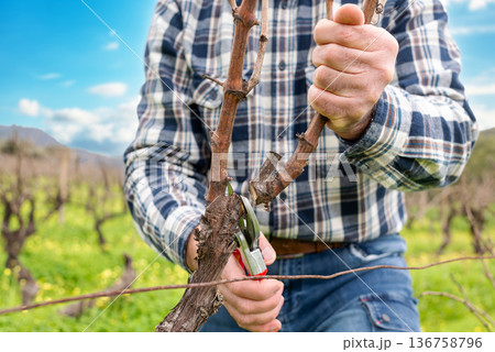 Farmer pruning the vine in winter. Agriculture. Farmer pruning the vine in winter. Agriculture. 136758796