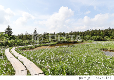 初夏の高原湿原と木道の風景 136759121