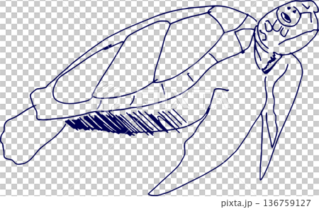 手描きイラスト スケッチ ウミガメ 136759127