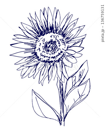 手描きイラスト スケッチ ひまわり 136759131