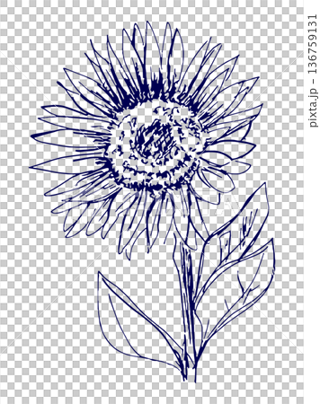 手描きイラスト スケッチ ひまわり 136759131