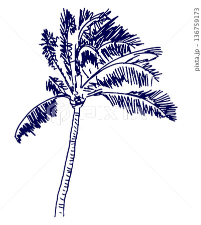 手描きイラスト スケッチ ヤシの木 136759173