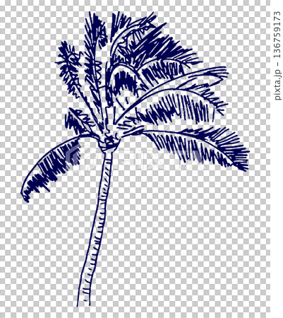 手描きイラスト スケッチ ヤシの木 136759173