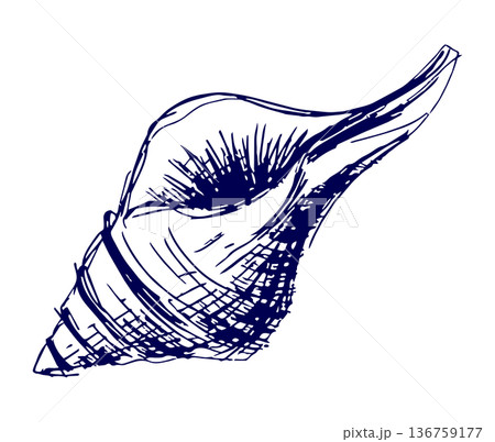 手描きイラスト スケッチ 貝殻 136759177