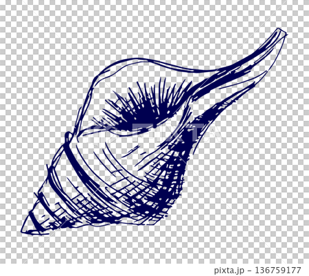 手描きイラスト スケッチ 貝殻 136759177