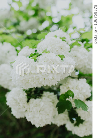 Beautiful branch with white flowers of Viburnum Boule de Neige Roseum in a spring garden. 136759378