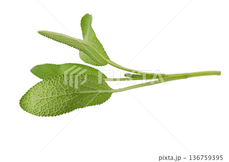 Sage plant isolated on a white background 136759395