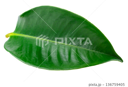 Mangosteen leaves isolated on a white background Mangosteen leaves isolated on a white background 136759405