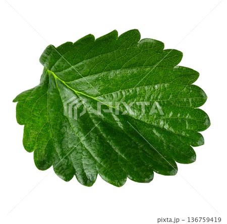 Green Strawberry Leaf isolated over white background Green Strawberry Leaf isolated over white background 136759419
