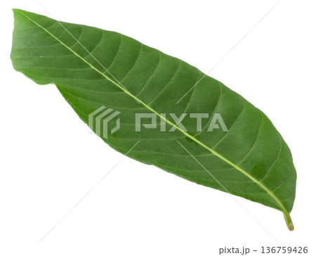 Green leaves isolated on a white background Green leaves isolated on a white background 136759426