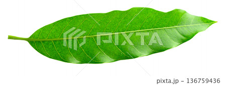 Green Mango leaves isolated on white background Green Mango leaves isolated on white background 136759436
