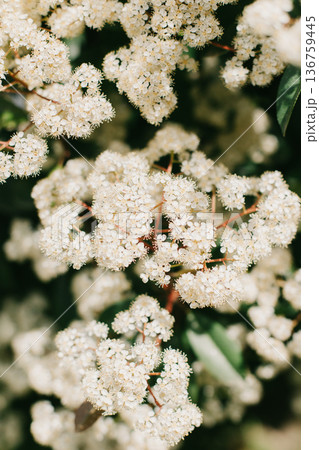Beautiful white blossom of Fotiniya in a spring garden. 136759445