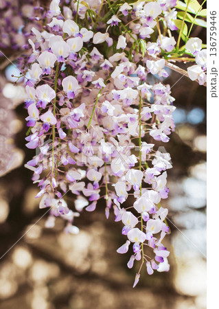 Beautiful flowers of Wisteria in a spring garden on a sunny day. 136759446