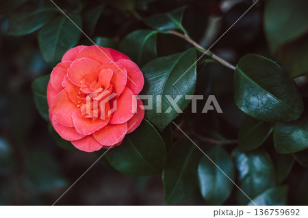 Beautiful pink Camellia flowers in a garden. Beautiful pink Camellia flowers in a garden. 136759692