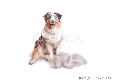 Beautiful blue marble Australian Shepherd sits with a lump of its combed wool. The concept of grooming, caring for a dog, pet isolated on white photo 136760313