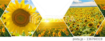 Vibrant yellow sunflower field landscape with central copy space 136760319