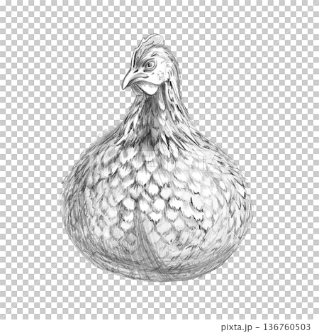 Adorable pencil sketch of a chicken. Isolated illustration for farm branding, organic food packaging, rustic design, and children's book illustrations. Adorable pencil sketch of a chicken. Isolated illustration for farm branding, organic food packaging, rustic design, and children's book illustrations. 136760503