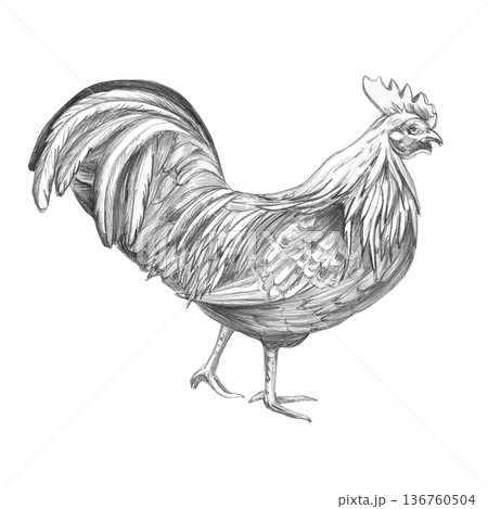 A detailed pencil drawing of a rooster, side view. Isolated illustration for farm-themed designs, culinary branding, educational materials, and illustrations. 136760504