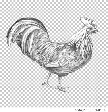 A detailed pencil drawing of a rooster, side view. Isolated illustration for farm-themed designs, culinary branding, educational materials, and illustrations. 136760504