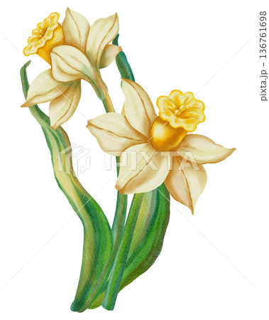Narcissus. Watercolor hand drawn white narcissus flower on white background. Spring floral illustration perfect for holiday, birthday, Women's Day, Easter cards and romantic designs. Narcissus. Watercolor hand drawn white narcissus flower on white background. Spring floral illustration perfect for holiday, birthday, Women's Day, Easter cards and romantic designs. 136761698