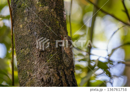 giant cicada iguazu on a tree in Iguazu falls waterfalls Scenic destination giant cicada iguazu on a tree in Iguazu falls waterfalls Scenic destination 136761758
