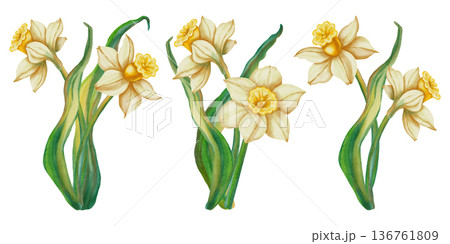 A set of watercolor illustrations featuring daffodils. Narcissus. This spring floral illustration is perfect for holiday cards, birthdays, International Women's Day, and Easter. 136761809