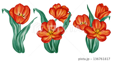 A set of watercolor illustrations of red tulips. Spring floral illustration is perfect for holiday cards, greeting cards, International Women's Day cards, and Easter cards. 136761817