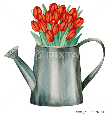 Watercolor illustration of a bouquet of red tulips in a watering can. These spring floral illustrations are perfect for holiday cards, greeting cards, International Women's Day cards, and Easter cards Watercolor illustration of a bouquet of red tulips in a watering can. These spring floral illustrations are perfect for holiday cards, greeting cards, International Women's Day cards, and Easter cards 136761819